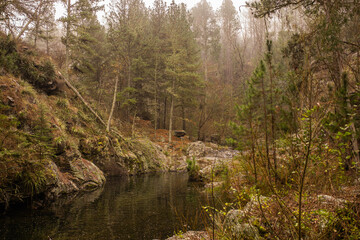 rio encantado en un bosque