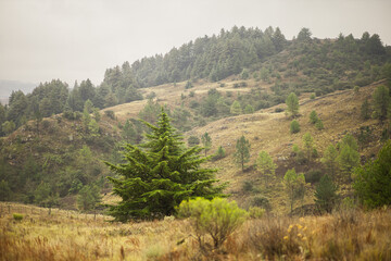 pino creciendo en una montaña