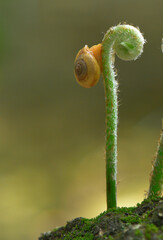 Snails are climbing on the top of green shoot fern