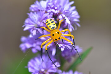 Close up of Eight Spotted Crab Spider, Platythomisus octomaculatus on purple flower.