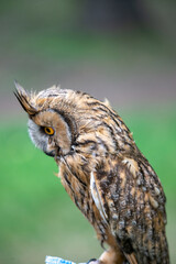 Long-eared owl (Strix nebulosa) sitting on a pole