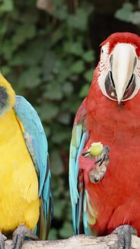 Vertical video. Two Macaw parrots sit on a branch in the forest and eat fruits.