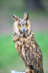 Long-eared owl (Strix nebulosa) sitting on a pole