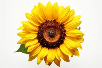 Wandaufkleber sunflower isolated on white background © Roland