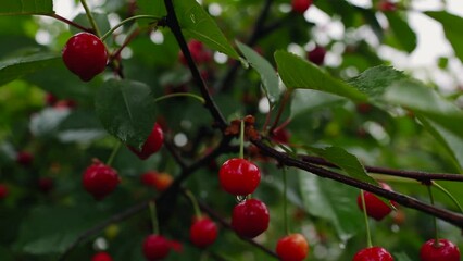 A ripe tart red cherry hangs on a tree branch. A ripe cherry hangs on a cherry tree. Cultivation of cherries.