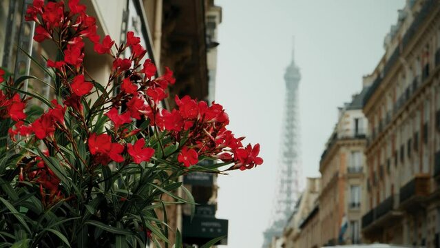 Red flowers agains blurred Eiffel Tower in Paris, France