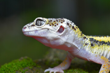 Close up of the leopard gecko or common leopard gecko, Eublepharis macularius is a ground dwelling...