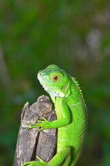Close up photo of Green Iguana, Iguana iguana relaxing waiting for prey on a yellow flower