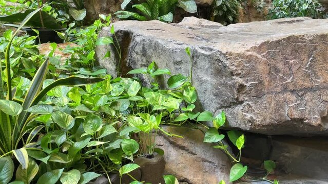 Rocky stone, plants and leaf decoration area at unidentified garden daytime. Thailand