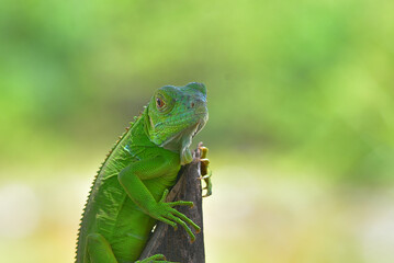 Close up photo of Green Iguana, Iguana iguana relaxing waiting for prey on a yellow flower