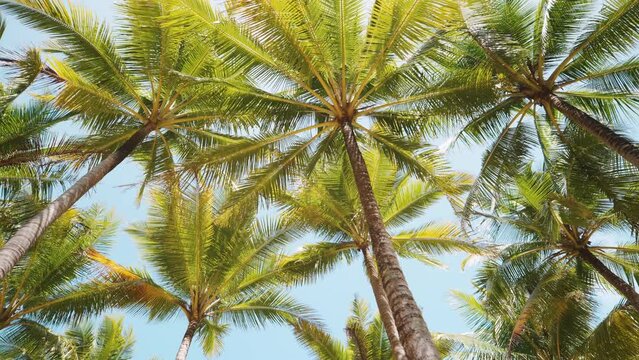Coconut trees bottom view low angle. Green palm trees blue sky summer background. Tropical beach island.