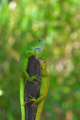 Close up photo of Green Iguana, Iguana iguana relaxing waiting for prey on a yellow flower