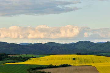 Obraz premium Spring rural landscape with canola field and hills. Beautiful big cloud at sunset. Banovce, Slovakia
