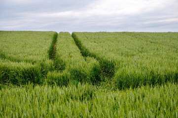 Wheel tracks  in a field