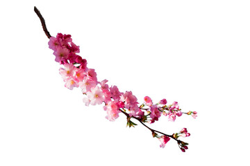 Sakura spring cherry blossom flowers on a tree branch isolated. Branch overlay. Pink white flower...