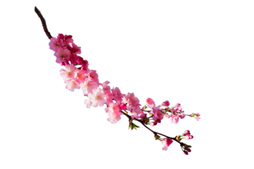 Sakura spring cherry blossom flowers on a tree branch isolated. Branch overlay. Pink white flower on transparent background.
