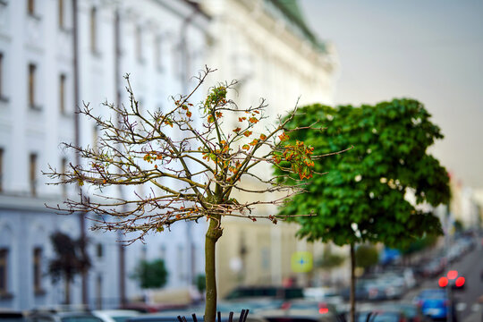 Dying maple tree Globosum, tree damaged by road salt. Dead tree along city road. Road salt harmful to trees and plants. Selective focus