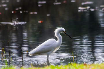 Garzas 