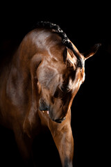 Fototapeta na wymiar Portrait of dressage horse 