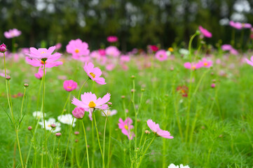 Beauty pink cosmos flower blooming in the field on natural background.