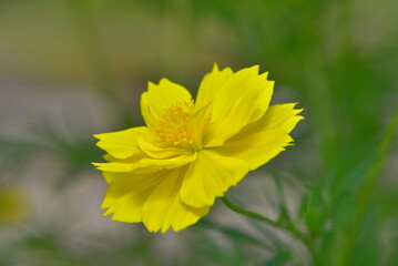 Cosmos sulphureus is a species of flowering plant in the sunflower family Asteraceae, also known as sulfur cosmos and yellow cosmos