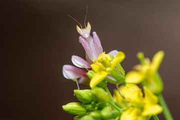 Close up of Orchid Mantis, Hymenopus coronatus on a yellow flower