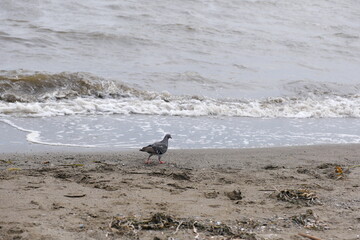 濁った海と鳩　Muddy Sea and Doves