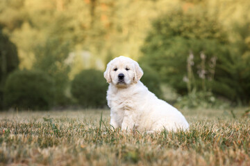 little cute puppy 6 weeks old dog golden retriever walks in the park on a walk in the summer at sunset