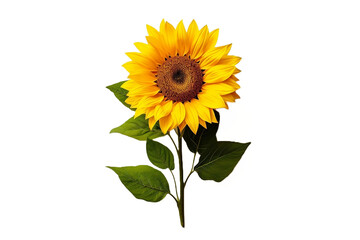 sunflower isolated on white background