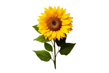 sunflower isolated on white background