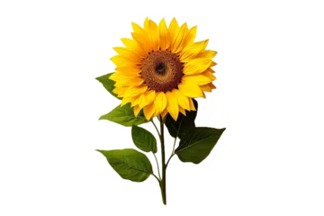 Zelfklevend Fotobehang sunflower isolated on white background © Roland