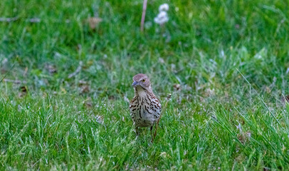 bird on the grass