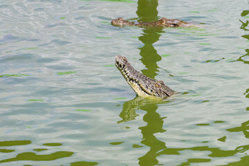 The crocodile jump on the river