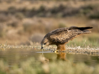 Black kite, Milvus migrans