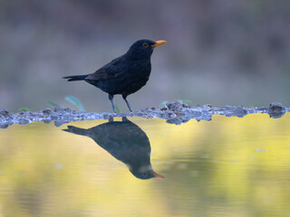 Blackbird, Turdus merula