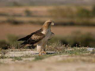 Booted eagle, Hieraaetus pennatus