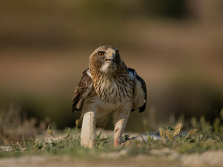 Booted eagle, Hieraaetus pennatus