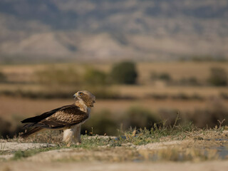 Booted eagle, Hieraaetus pennatus