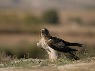 Booted eagle, Hieraaetus pennatus