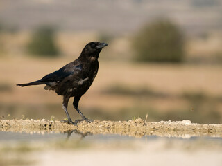 Carrion crow, Corvus corone
