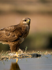 Common buzzard, Buteo buteo