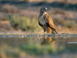 Common buzzard, Buteo buteo