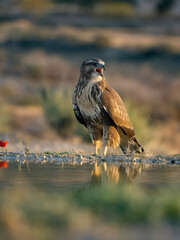 Common buzzard, Buteo buteo
