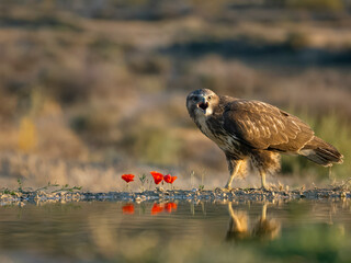 Common buzzard, Buteo buteo