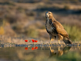 Common buzzard, Buteo buteo