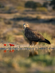 Common buzzard, Buteo buteo
