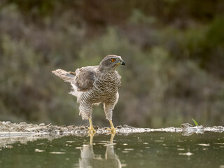 Goshawk, Accipiter gentilis
