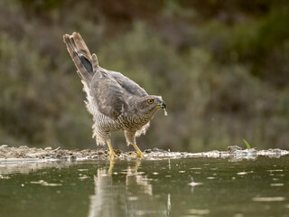 Goshawk, Accipiter gentilis
