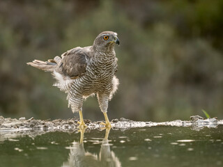 Goshawk, Accipiter gentilis