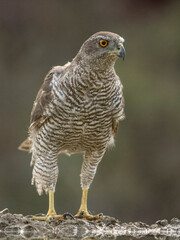 Goshawk, Accipiter gentilis